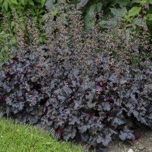 Гейхера мелкоцветковая Блэк Перл