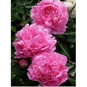 Пион Мадам Роза Рандатте